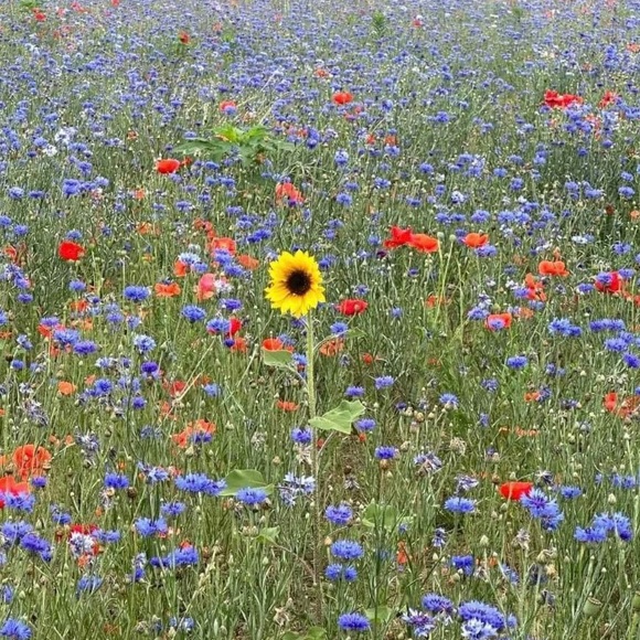 Meet your Posher, Jen - Picture 14 of 16